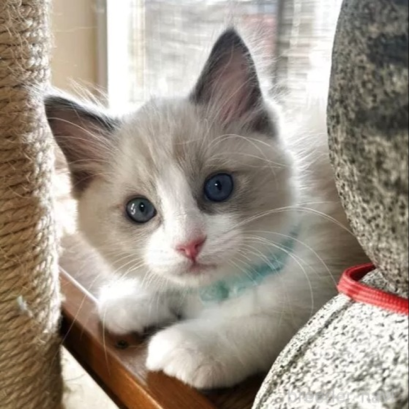 販売中の千葉県のラグドール-134131の1枚目