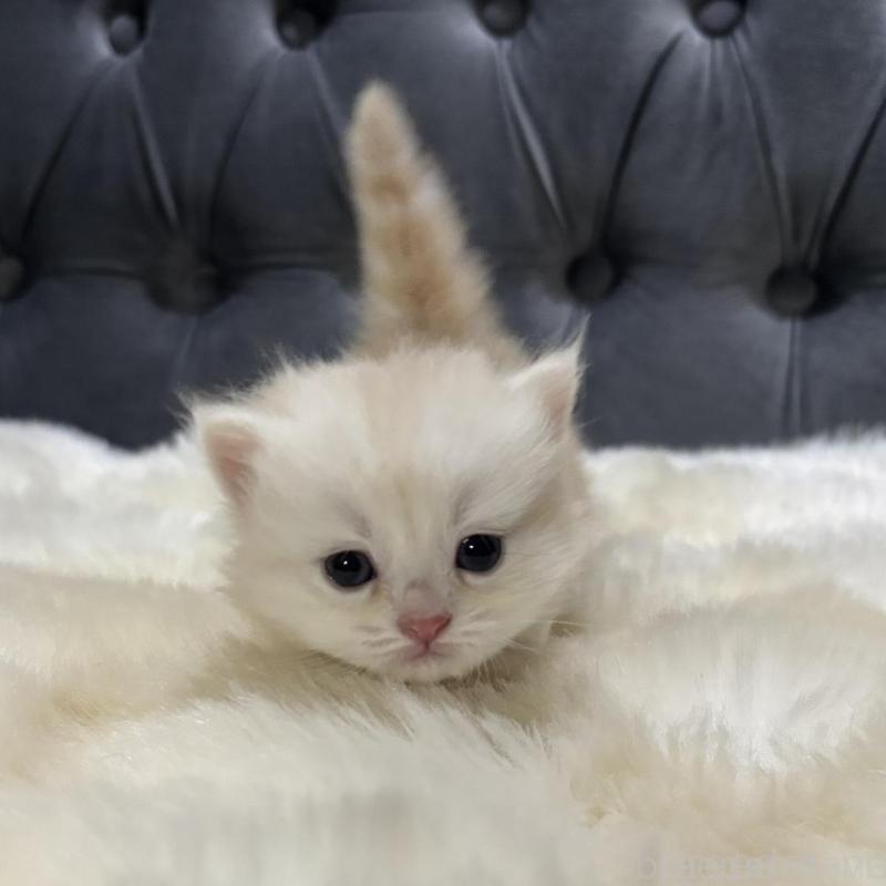 販売中の鹿児島県のミヌエット(短足)-134132の5枚目