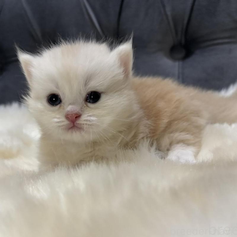 販売中の鹿児島県のミヌエット(短足)-134132の3枚目