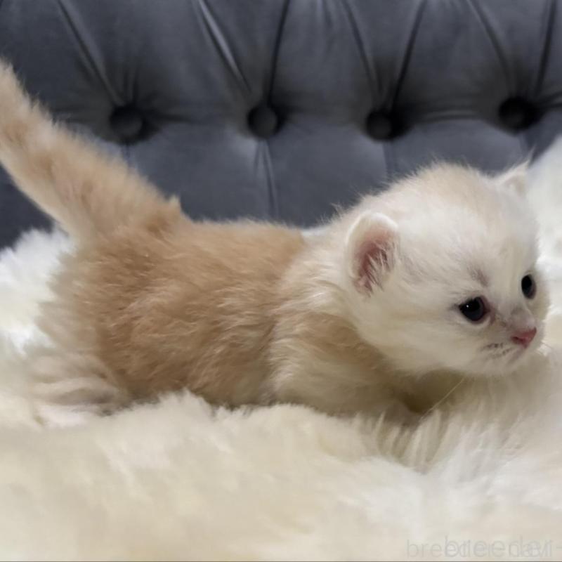 販売中の鹿児島県のミヌエット(短足)-134132の2枚目