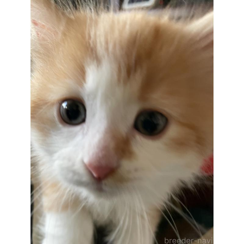 販売中の東京都のミックス-134134の4枚目