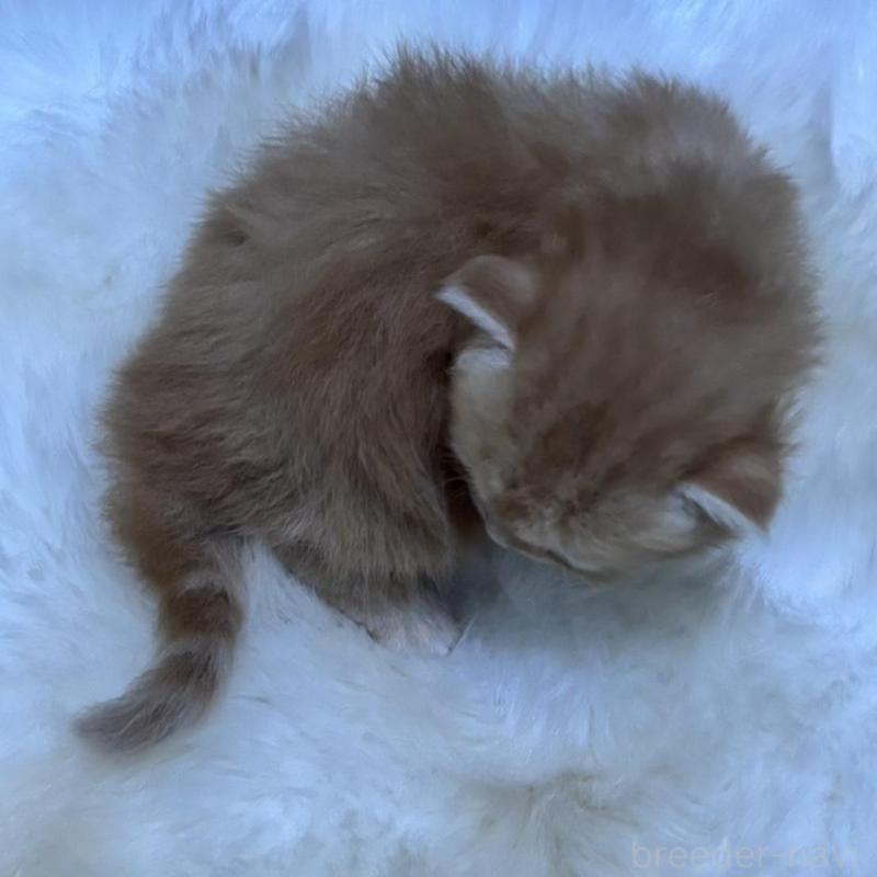 販売中の鹿児島県のミヌエット(短足)-134133の6枚目