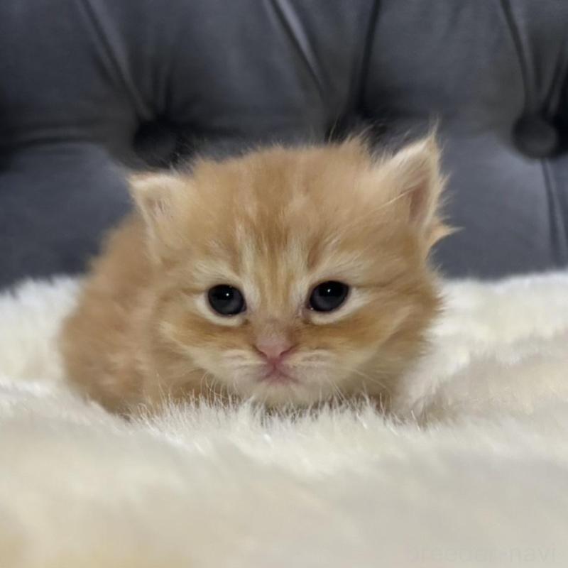 販売中の鹿児島県のミヌエット(短足)-134133の5枚目