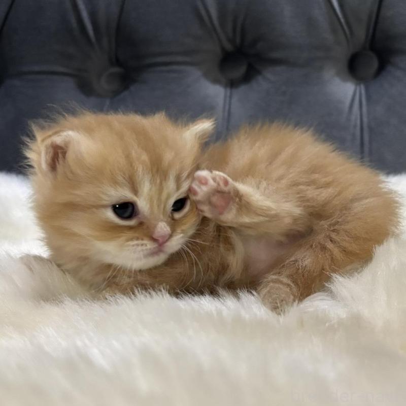 販売中の鹿児島県のミヌエット(短足)-134133の3枚目