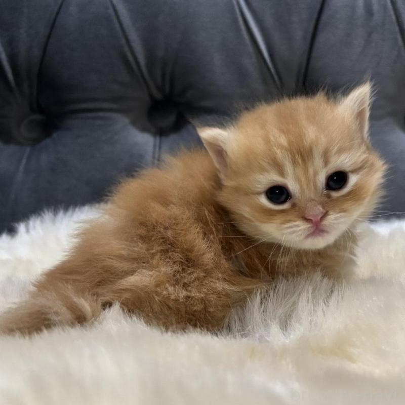 販売中の鹿児島県のミヌエット(短足)-134133