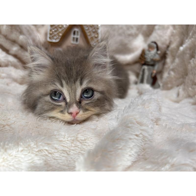 成約済の三重県のラガマフィン-133697の6枚目