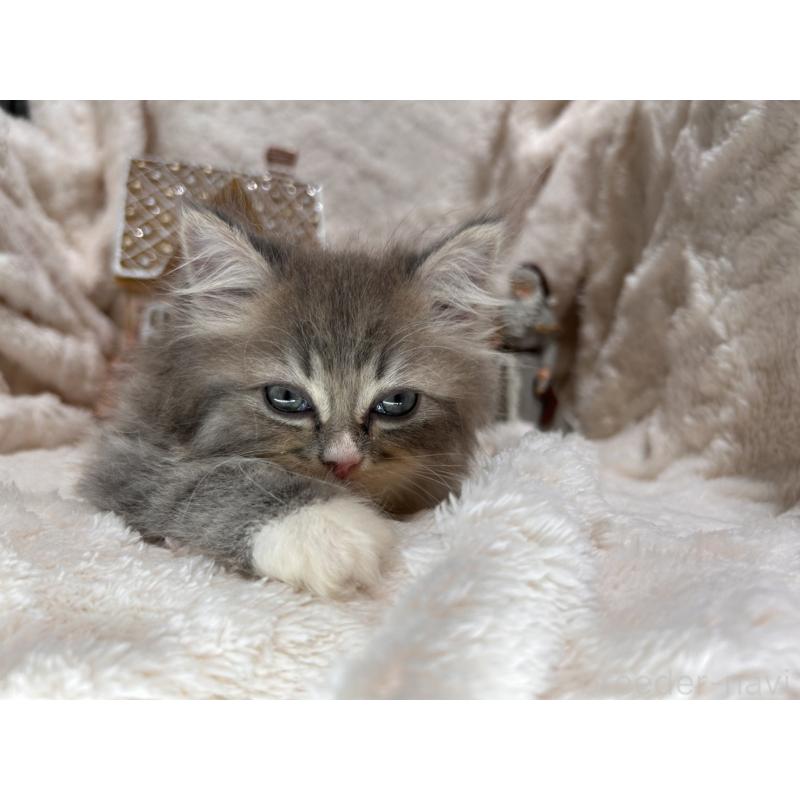 成約済の三重県のラガマフィン-133697の5枚目