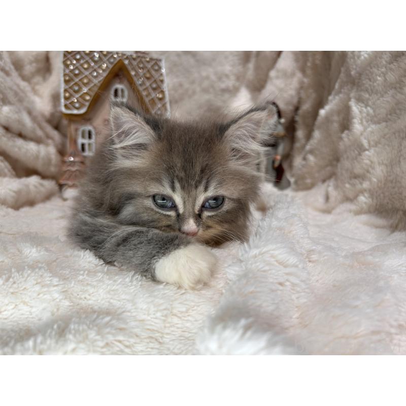 成約済の三重県のラガマフィン-133697の4枚目