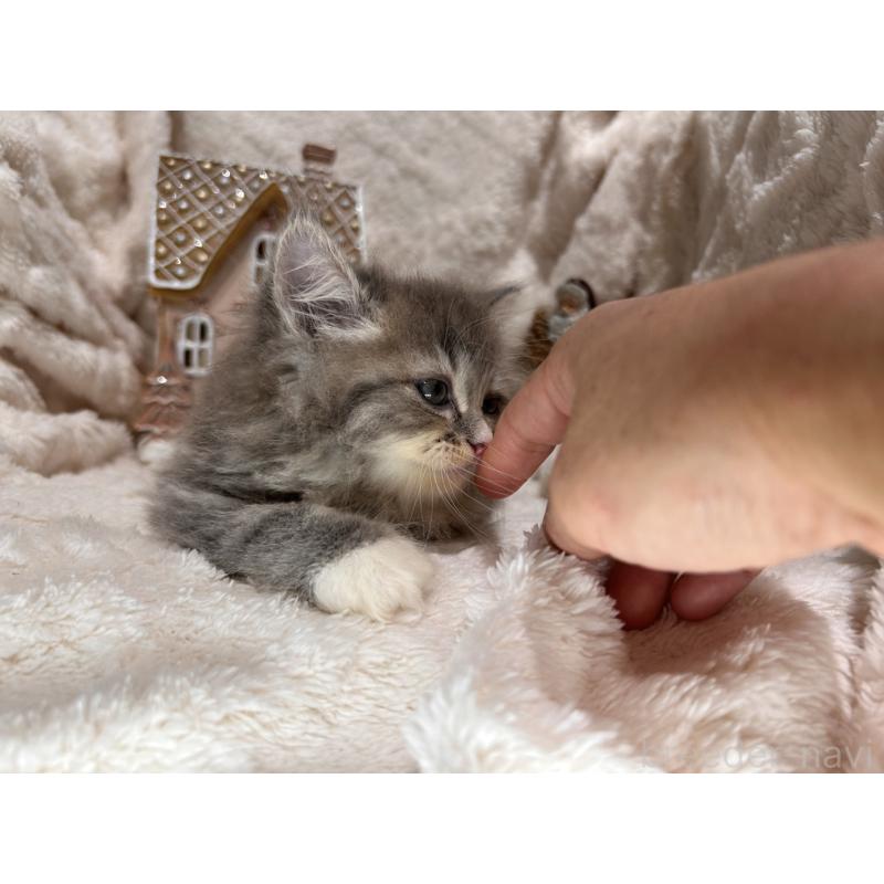 成約済の三重県のラガマフィン-133697の3枚目