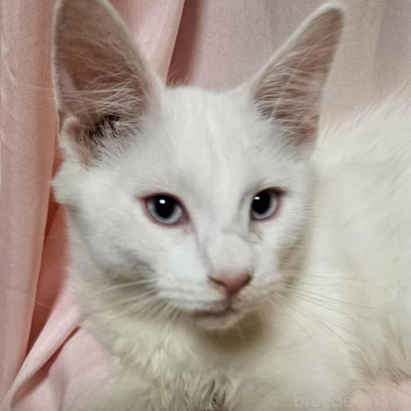 販売中の東京都のメインクーン-134135の7枚目