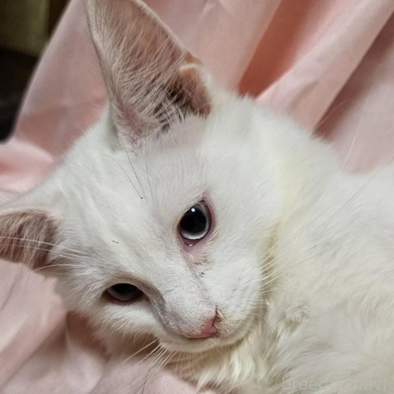 販売中の東京都のメインクーン-134135の6枚目