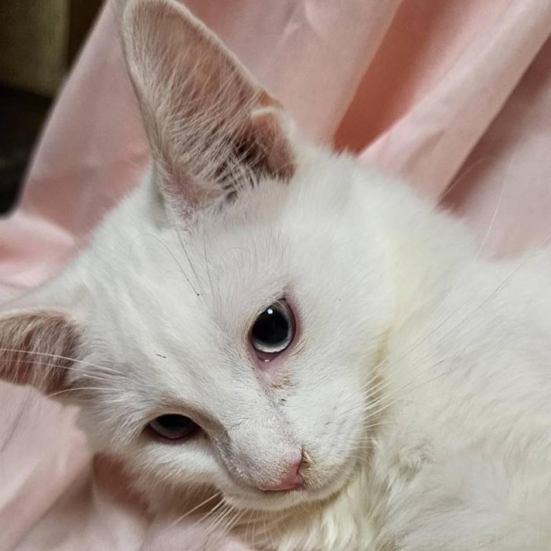 販売中の東京都のメインクーン-134135の5枚目