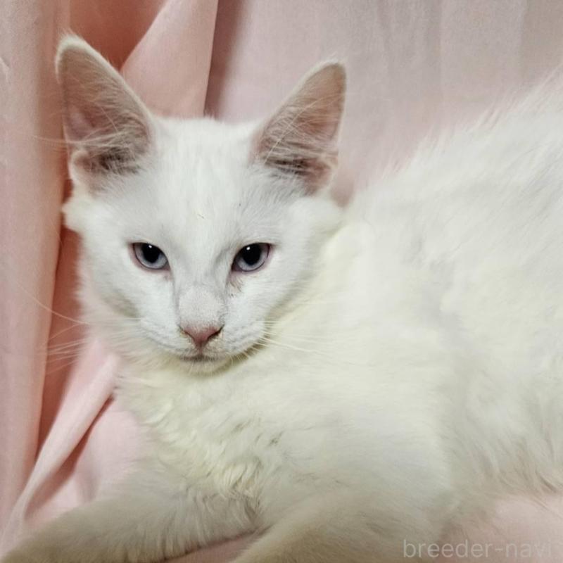 販売中の東京都のメインクーン-134135の4枚目