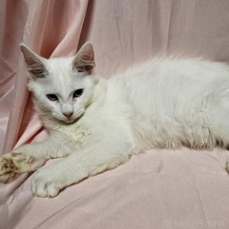 販売中の東京都のメインクーン-134135の3枚目