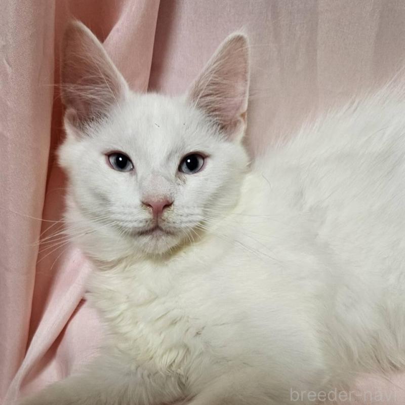 販売中ののメインクーン-134135