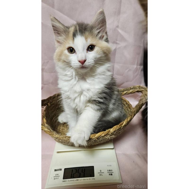 販売中の東京都のノルウェージャンフォレストキャット-134136の5枚目