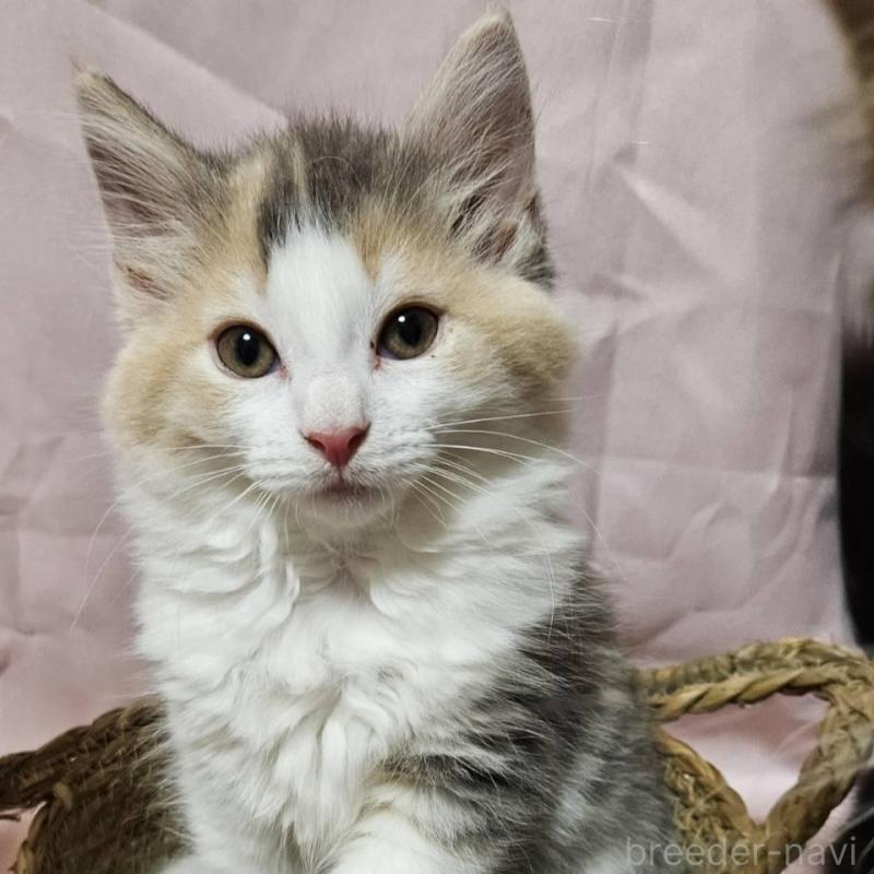 販売中ののノルウェージャンフォレストキャット-134136