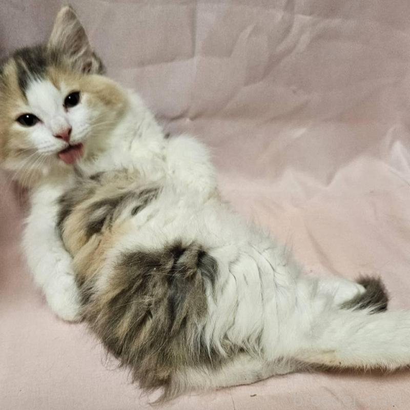 販売中の東京都のノルウェージャンフォレストキャット-134136の4枚目