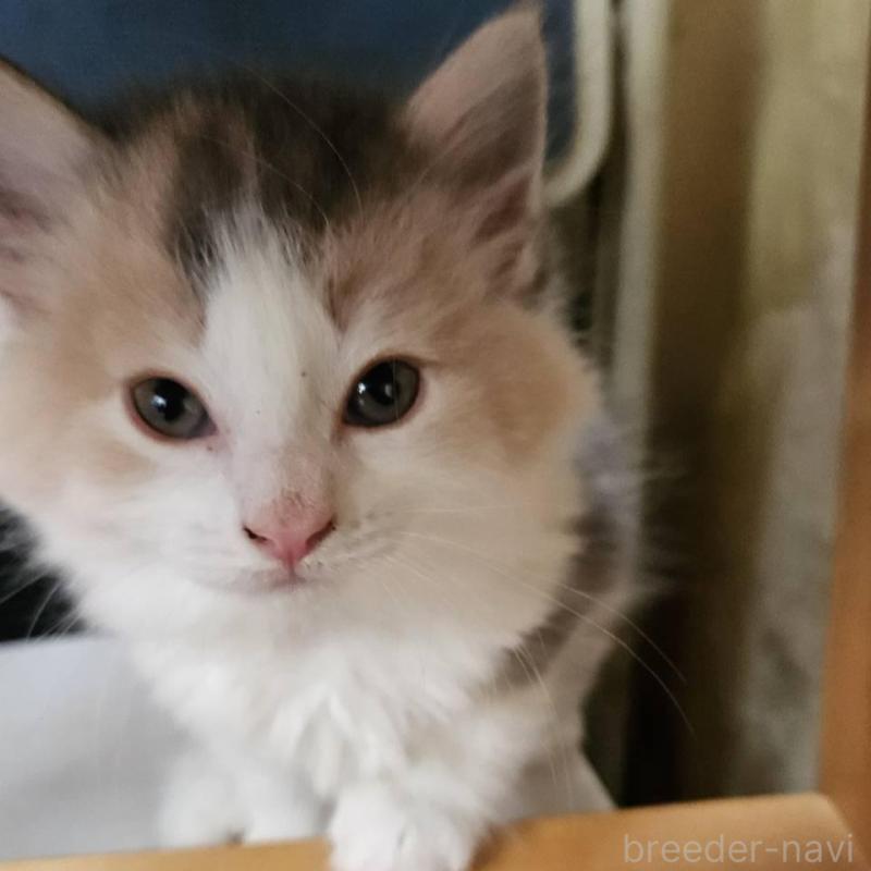 販売中の東京都のノルウェージャンフォレストキャット-134136の3枚目