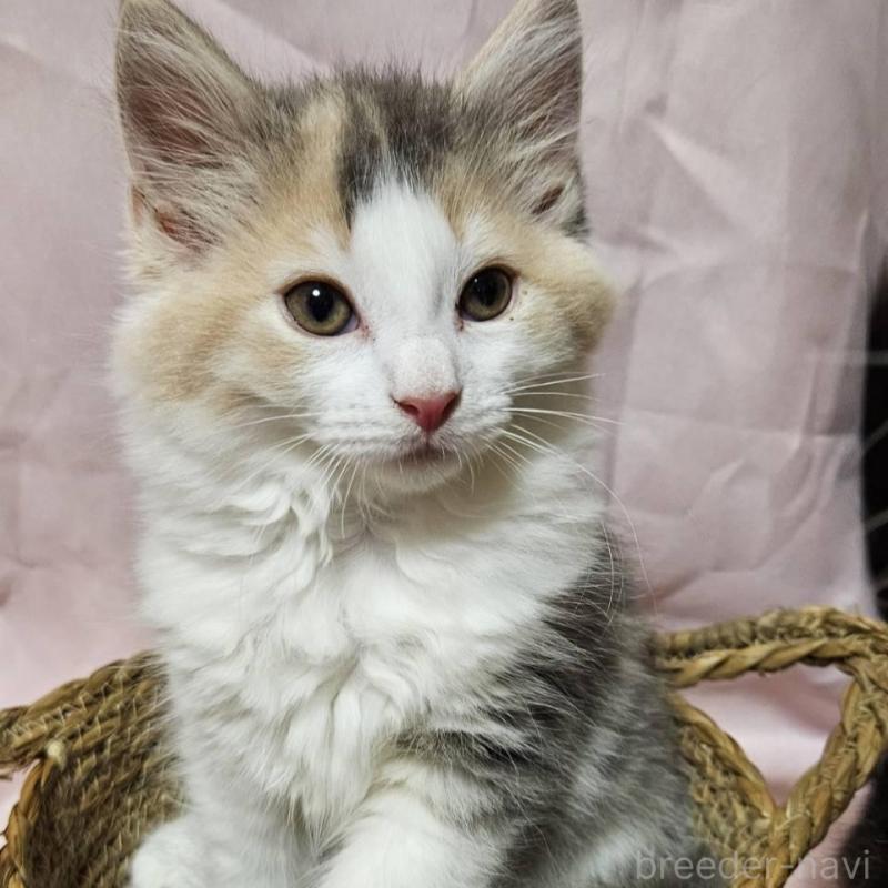 販売中の東京都のノルウェージャンフォレストキャット-134136の2枚目