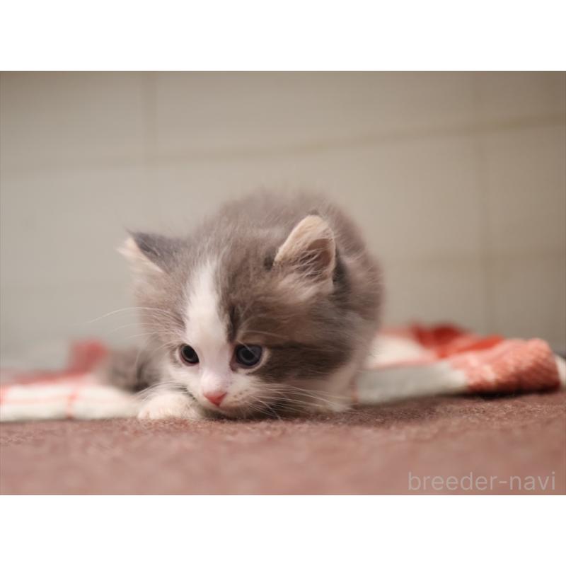 販売中の愛知県のサイベリアン-134137の9枚目