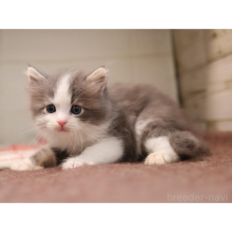 販売中の愛知県のサイベリアン-134137の7枚目