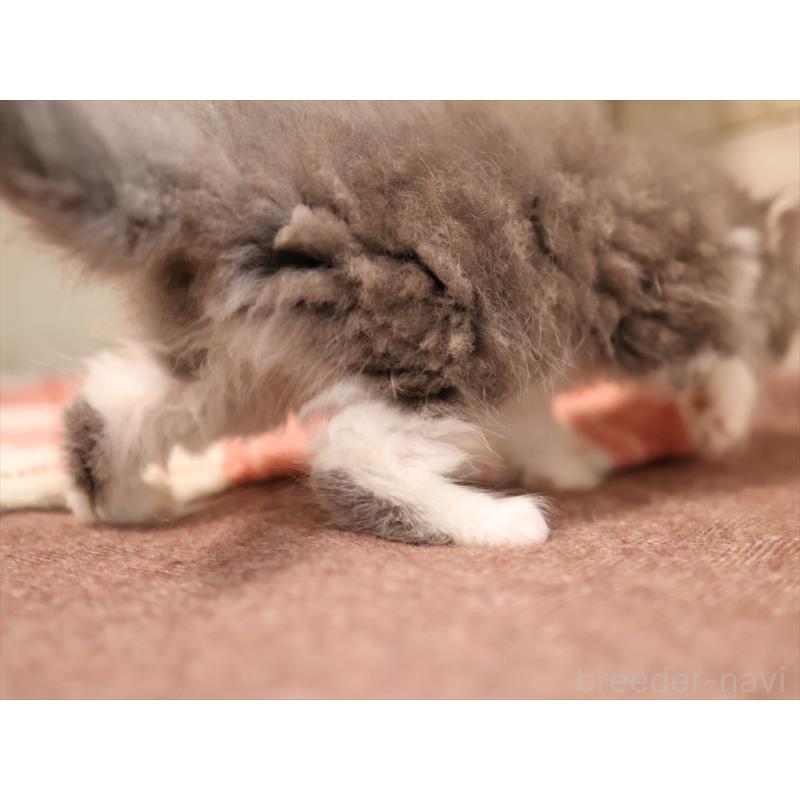 販売中の愛知県のサイベリアン-134137の6枚目