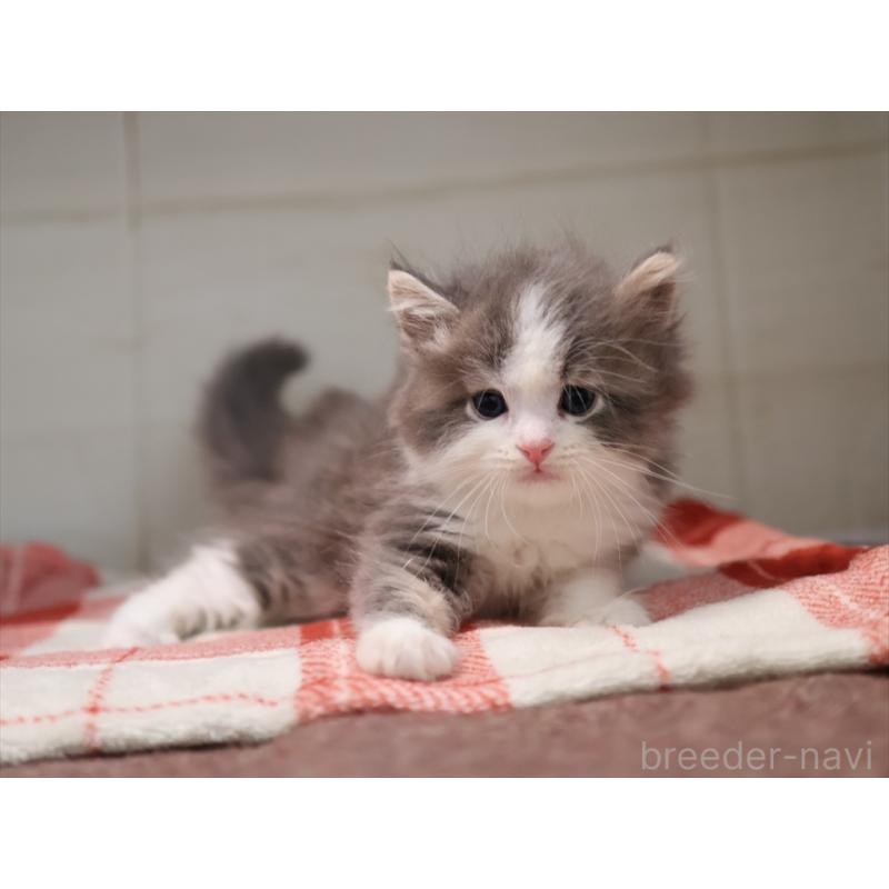 販売中の愛知県のサイベリアン-134137の5枚目