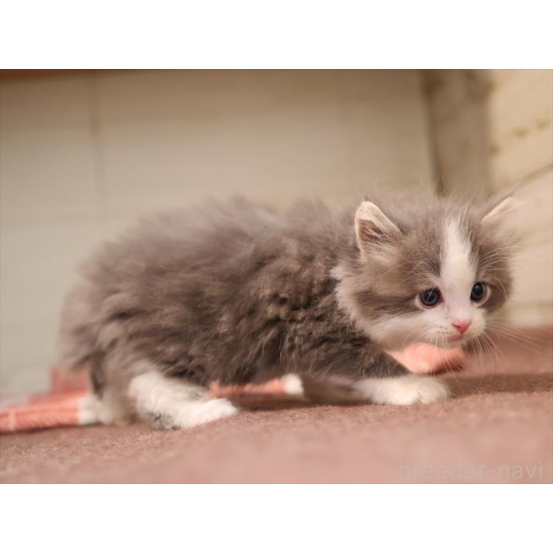 販売中の愛知県のサイベリアン-134137の4枚目