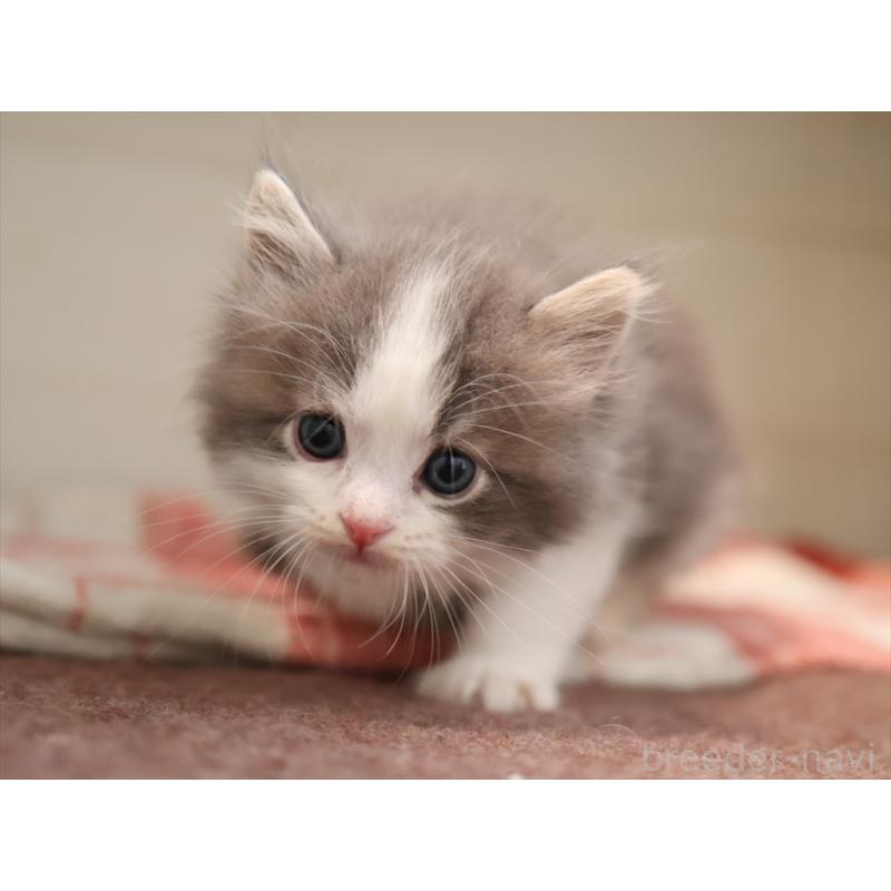 販売中の愛知県のサイベリアン-134137の3枚目