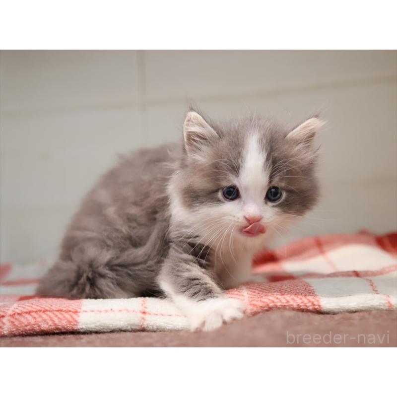 販売中の愛知県のサイベリアン-134137の2枚目