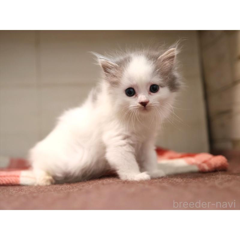 販売中の愛知県のサイベリアン-134138の11枚目