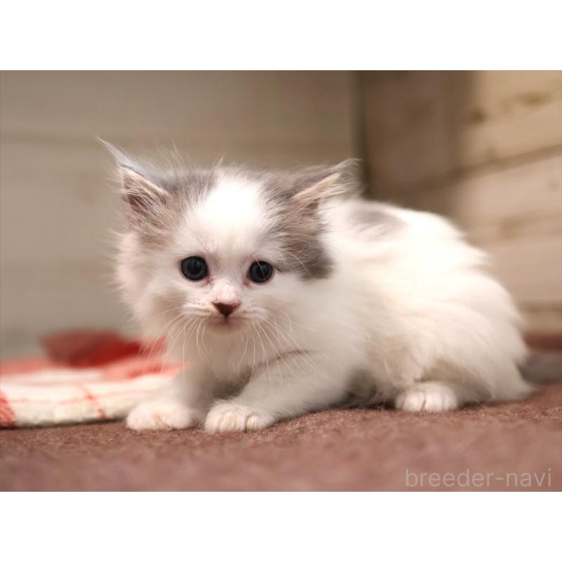 販売中の愛知県のサイベリアン-134138の10枚目