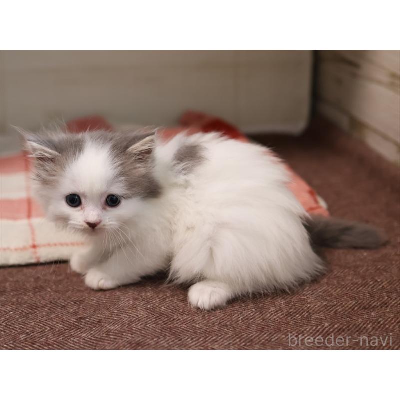 販売中の愛知県のサイベリアン-134138の9枚目