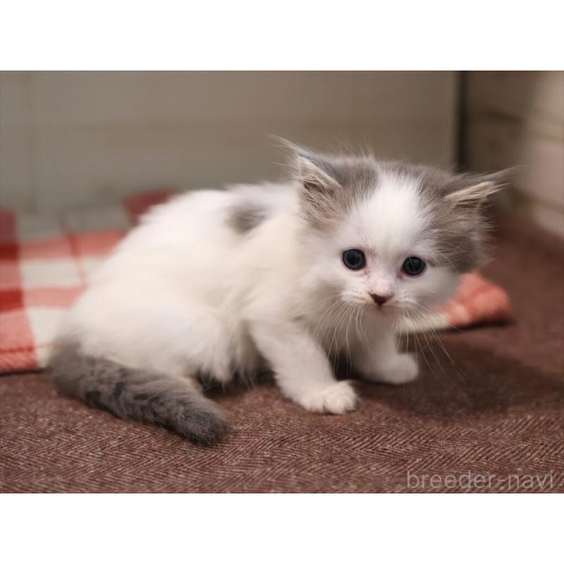 販売中の愛知県のサイベリアン-134138の8枚目