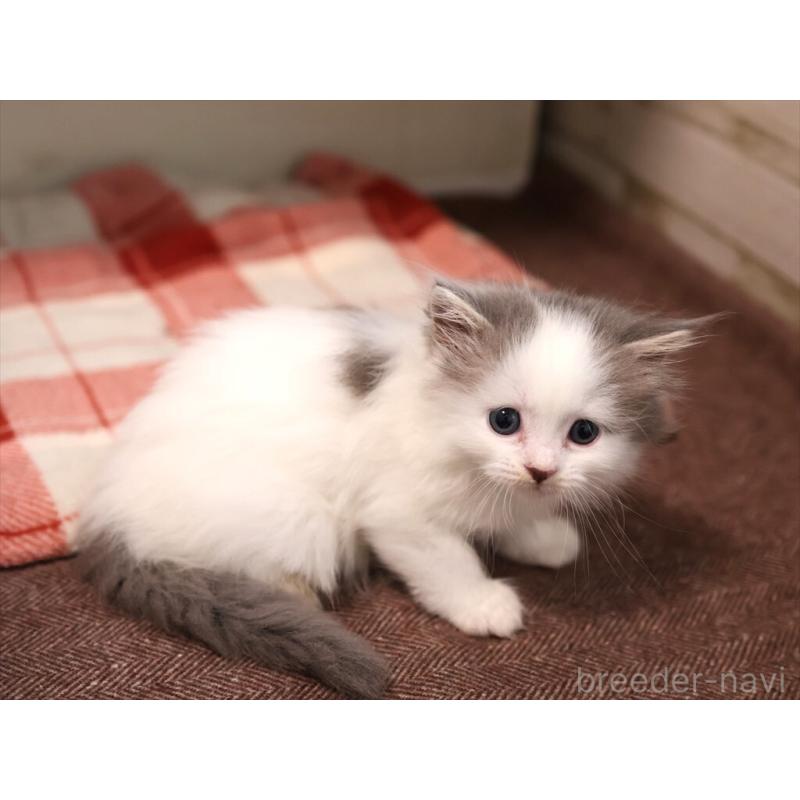 販売中の愛知県のサイベリアン-134138の7枚目