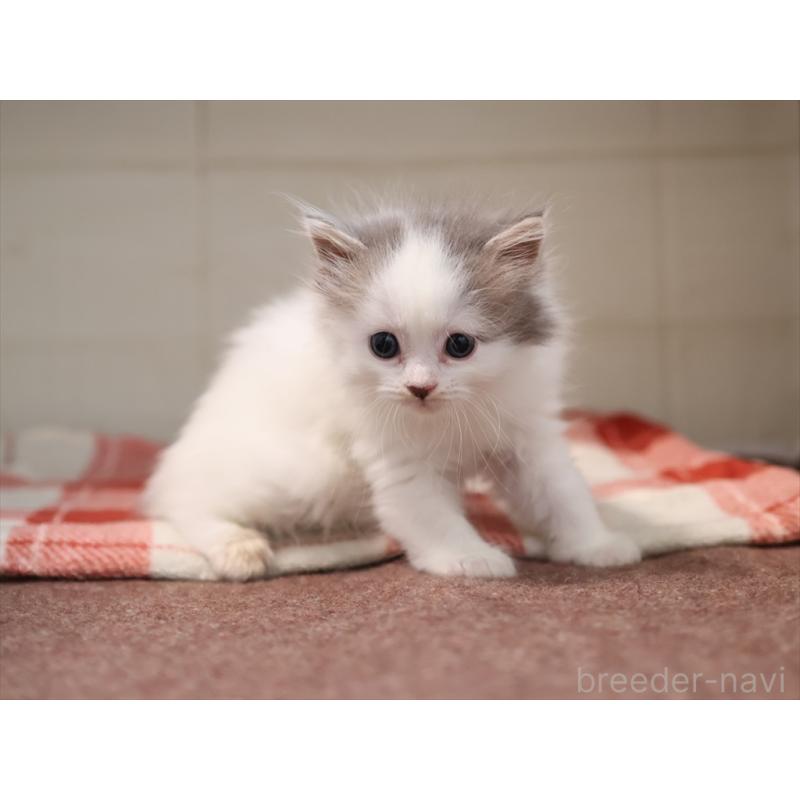 販売中の愛知県のサイベリアン-134138の5枚目