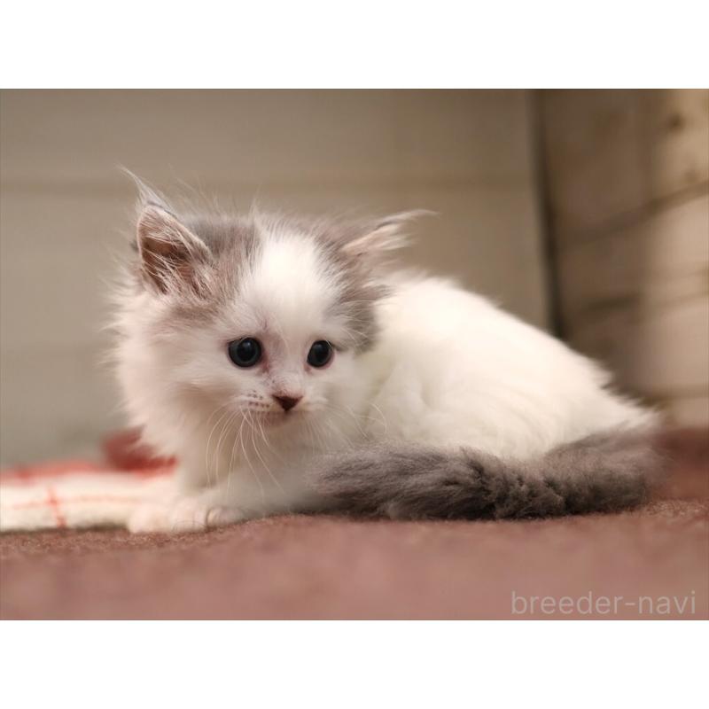 販売中の愛知県のサイベリアン-134138の3枚目