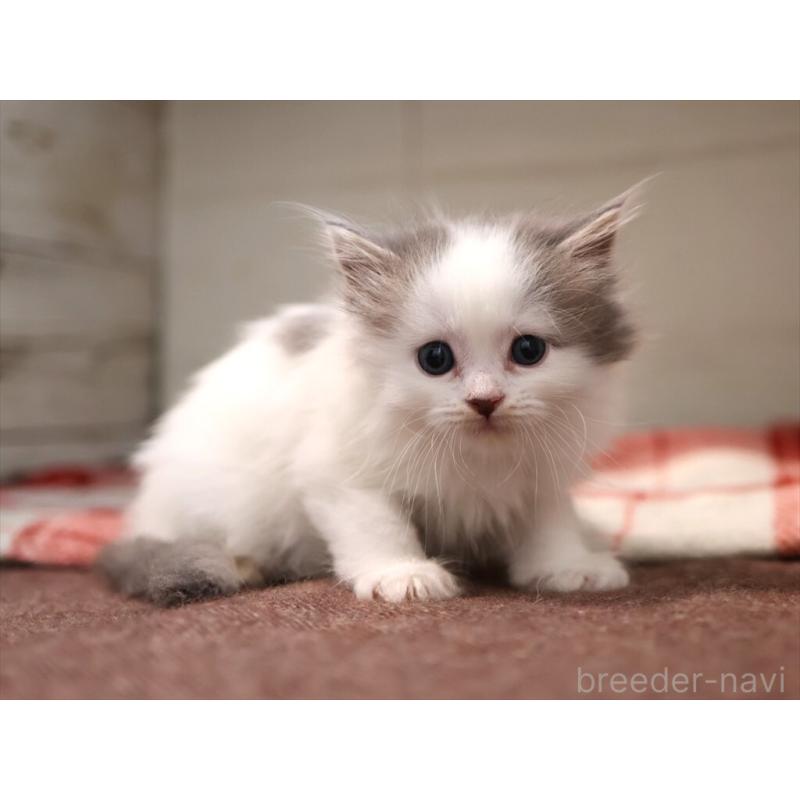 販売中の愛知県のサイベリアン-134138の4枚目