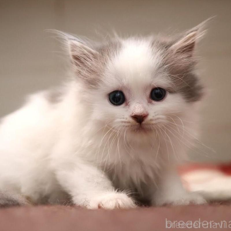 販売中の愛知県のサイベリアン-134138の1枚目