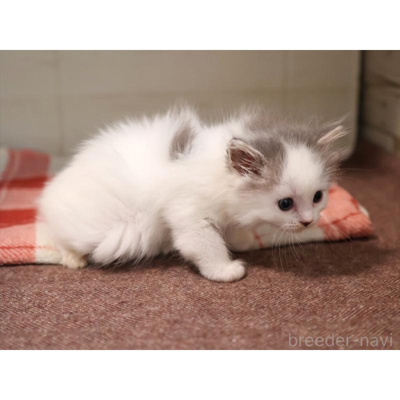 販売中の愛知県のサイベリアン-134138の2枚目