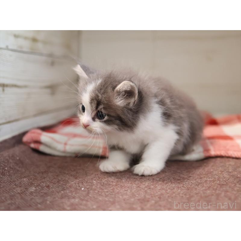 販売中の愛知県のサイベリアン-134139の10枚目