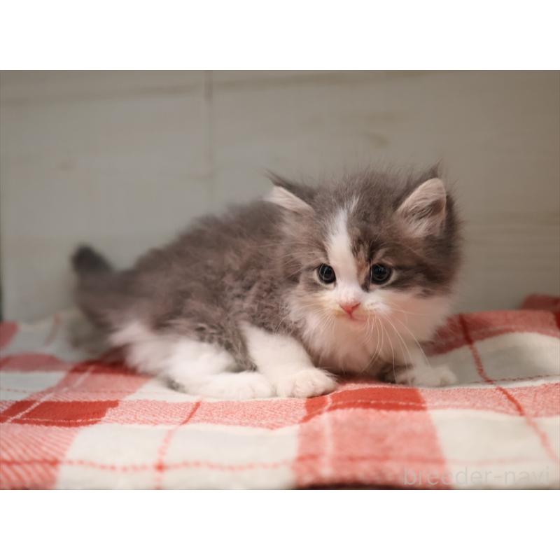 販売中の愛知県のサイベリアン-134139の9枚目