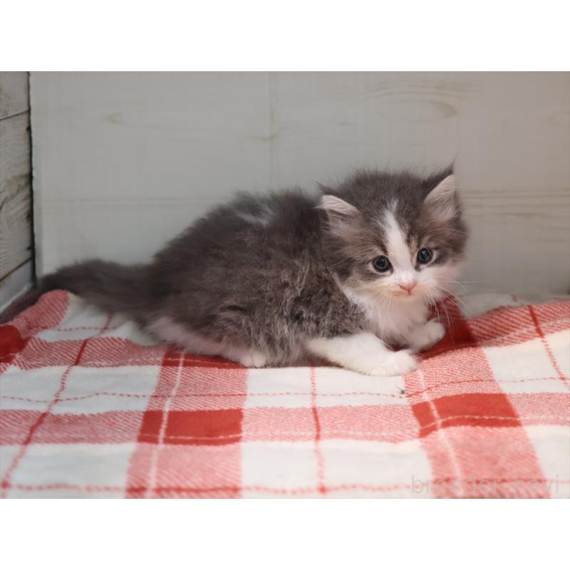 販売中の愛知県のサイベリアン-134139の7枚目