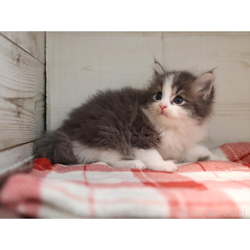 販売中の愛知県のサイベリアン-134139の6枚目