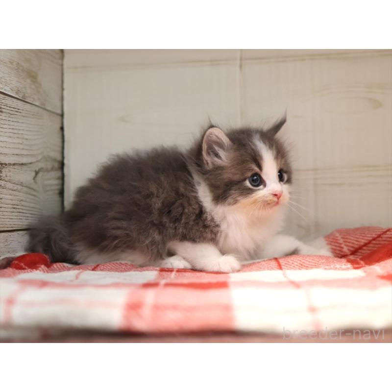 販売中の愛知県のサイベリアン-134139の5枚目