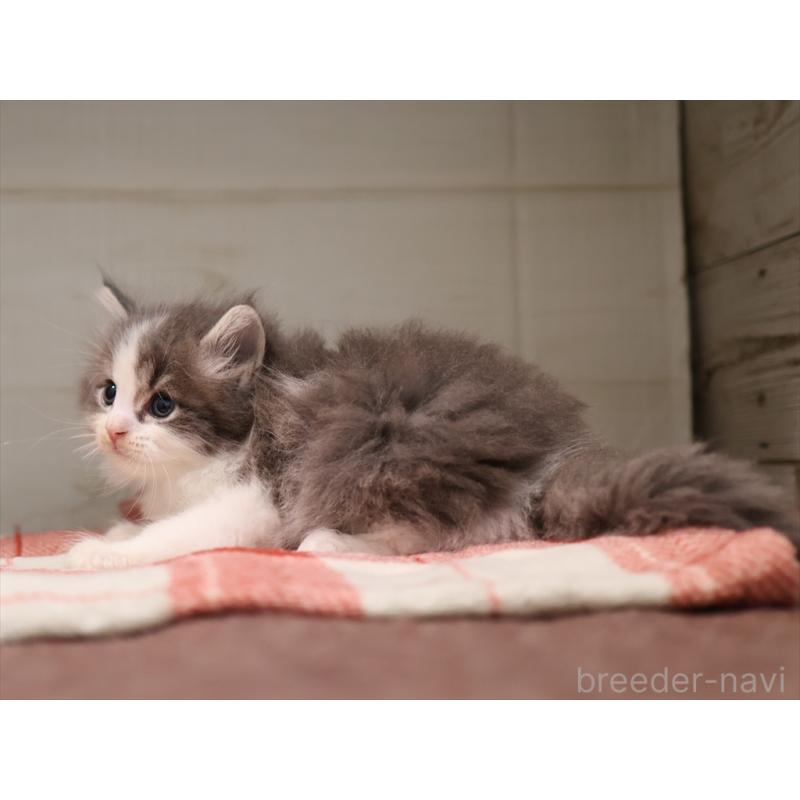 販売中の愛知県のサイベリアン-134139の4枚目