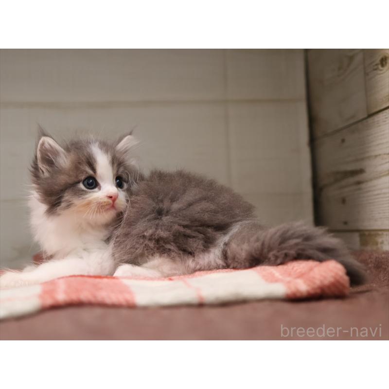 販売中の愛知県のサイベリアン-134139の3枚目