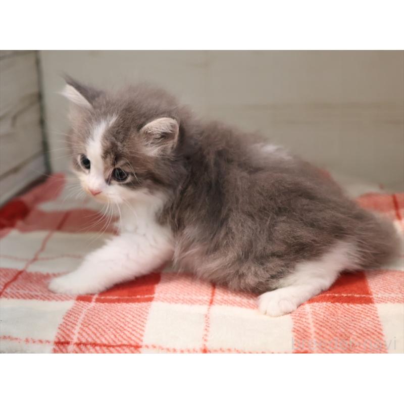 販売中の愛知県のサイベリアン-134139の2枚目