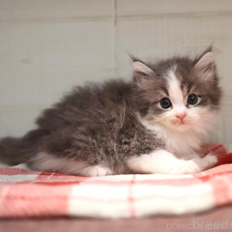 販売中の愛知県のサイベリアン-134139の1枚目